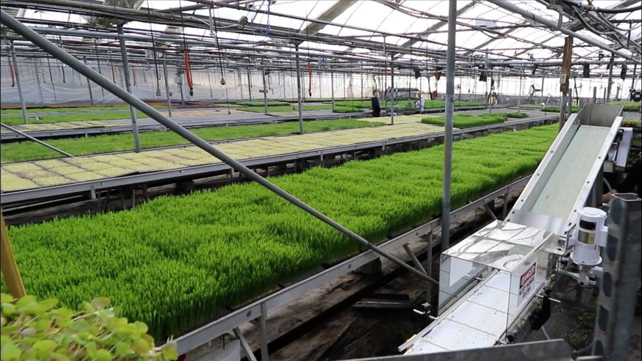 Greenhouse Growing